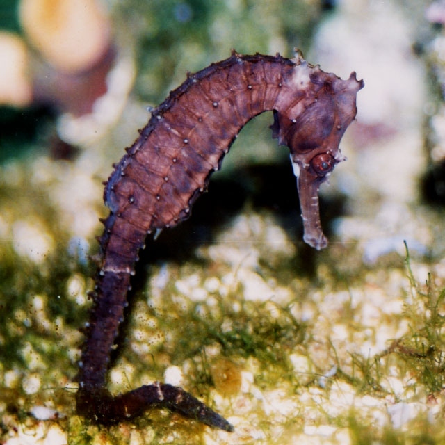 Hippocampus kelloggi